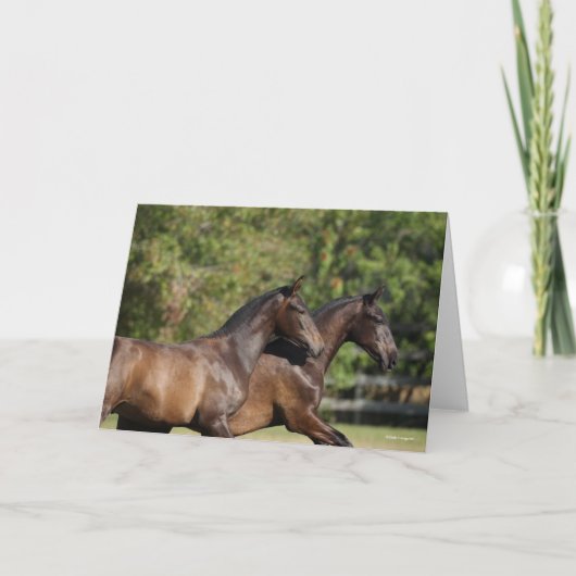 Bob Langrish | Twee bruine Andaluciaanse paarden d Kaart (Voorkant)