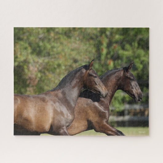 Bob Langrish | Twee bruine Andaluciaanse paarden d Legpuzzel (Horizontaal)