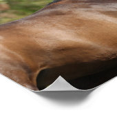 Bob Langrish | Twee bruine Andaluciaanse paarden d Poster (Hoek)