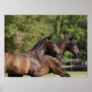 Bob Langrish   Twee bruine Andaluciaanse paarden d Poster