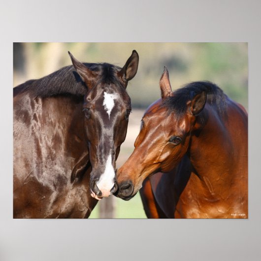 Bob Langrish | Twee Canadese sportweddenschappen Poster (Voorkant)