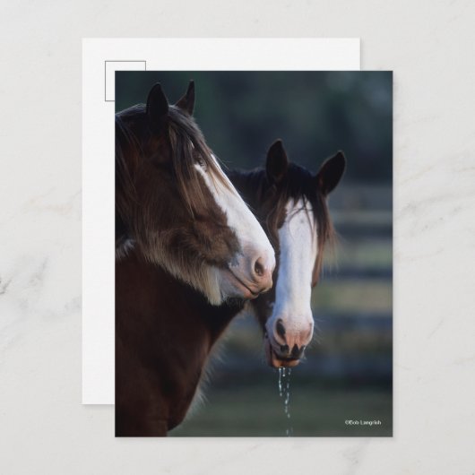 Bob Langrish | Twee Clydesdale-paarden — headshot Briefkaart (Voorkant / Achterkant)