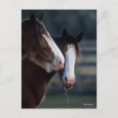 Bob Langrish | Twee Clydesdale-paarden — headshot Briefkaart (Voorkant)