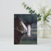 Bob Langrish | Twee Clydesdale-paarden — headshot Briefkaart (Staand voorkant)