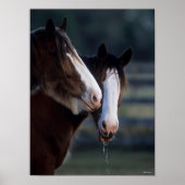 Bob Langrish | Twee Clydesdale-paarden — headshot Poster (Voorkant)