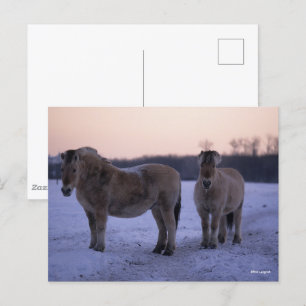 Bob Langrish Twee Fjord-paarden met sneeuw Briefkaart