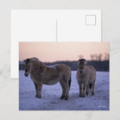 Bob Langrish | Twee Fjord-paarden met sneeuw Briefkaart (Voorkant / Achterkant)