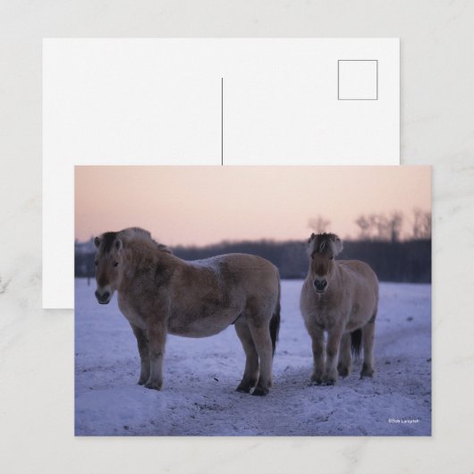 Bob Langrish | Twee Fjord-paarden met sneeuw Briefkaart (Voorkant / Achterkant)