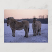 Bob Langrish | Twee Fjord-paarden met sneeuw Briefkaart (Voorkant)