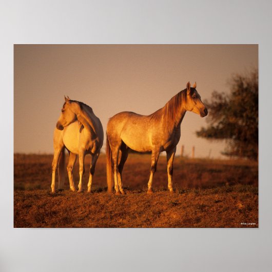 Bob Langrish | Twee grijze Arabieren die op zonson Poster (Voorkant)