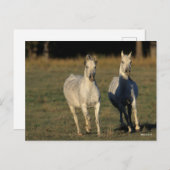 Bob Langrish | Twee grijze Arabieren die samenleve Briefkaart (Voorkant / Achterkant)