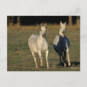 Bob Langrish | Twee grijze Arabieren die samenleve Briefkaart (Voorkant)