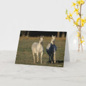 Bob Langrish | Twee grijze Arabieren die samenleve Kaart (Gele Bloem)