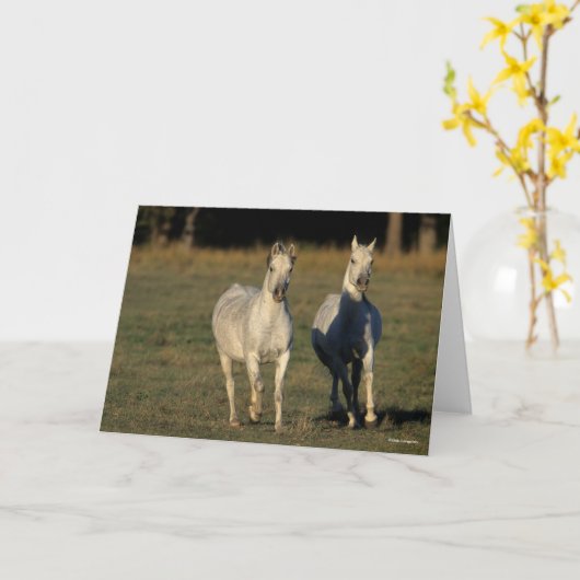 Bob Langrish | Twee grijze Arabieren die samenleve Kaart (Gele Bloem)