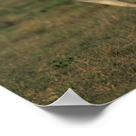 Bob Langrish | Twee grijze Arabieren die samenleve Poster (Hoek)