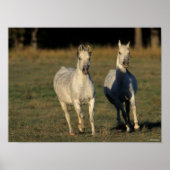 Bob Langrish | Twee grijze Arabieren die samenleve Poster (Voorkant)