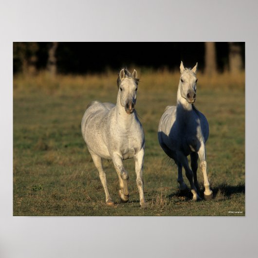 Bob Langrish | Twee grijze Arabieren die samenleve Poster (Voorkant)