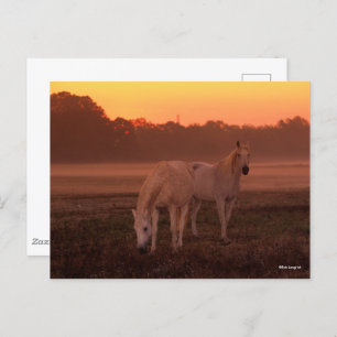 Bob Langrish   Twee grijze Arabische paarden Briefkaart