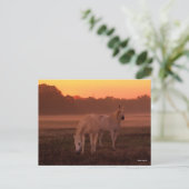 Bob Langrish | Twee grijze Arabische paarden Briefkaart (Staand voorkant)