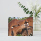 Bob Langrish | Twee Ierse sportwedstrijden Briefkaart (Staand voorkant)