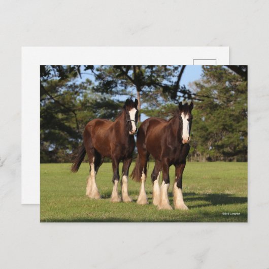Bob Langrish | Twee jonge Shire Horse Youngsters Briefkaart (Voorkant / Achterkant)