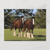 Bob Langrish | Twee jonge Shire Horse Youngsters Briefkaart (Voorkant)