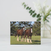 Bob Langrish | Twee jonge Shire Horse Youngsters Briefkaart (Staand voorkant)