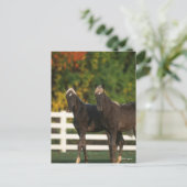 Bob Langrish | Twee kakkelende bergflesjes Briefkaart (Staand voorkant)