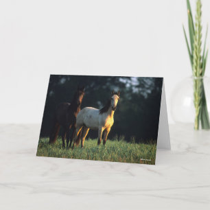 Bob Langrish   Twee Kiger Mustangs Permanent Kaart