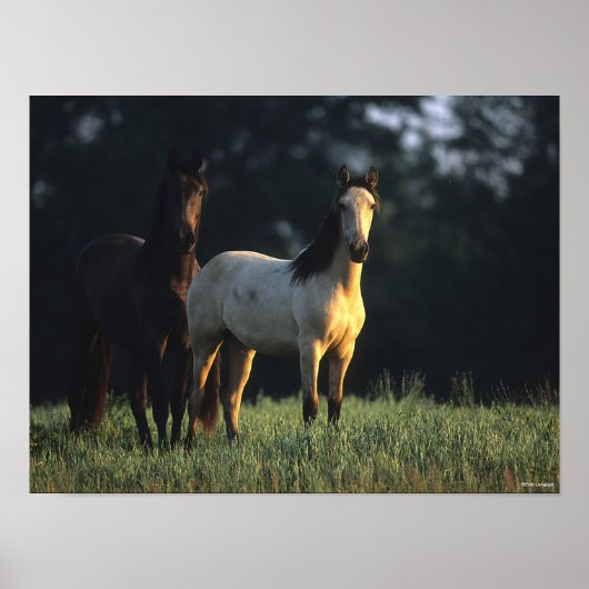 Bob Langrish | Twee Kiger Mustangs Permanent Poster (Voorkant)