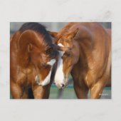 Bob Langrish | Twee koppen van paarden Briefkaart (Voorkant)