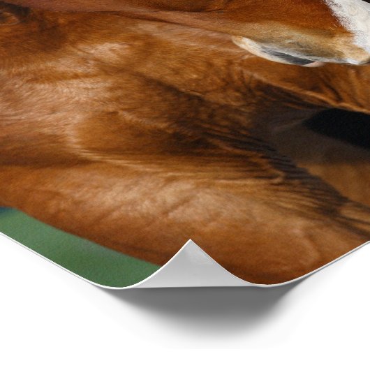 Bob Langrish | Twee koppen van paarden Poster (Hoek)