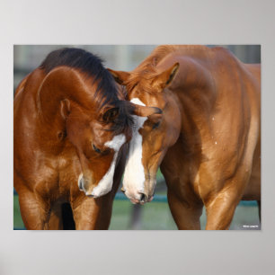 Bob Langrish   Twee koppen van paarden Poster