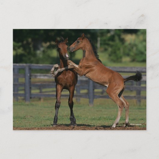 Bob Langrish | Twee Morgan Foals Play Briefkaart (Voorkant)