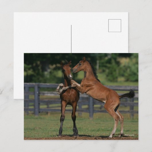 Bob Langrish | Twee Morgan Foals Play Briefkaart (Voorkant / Achterkant)