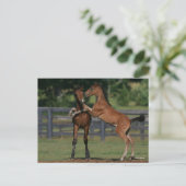 Bob Langrish | Twee Morgan Foals Play Briefkaart (Staand voorkant)