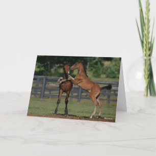 Bob Langrish   Twee Morgan Foals Play Kaart