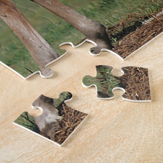 Bob Langrish | Twee Morgan Foals Play Legpuzzel (Zijkant)