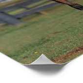 Bob Langrish | Twee Morgan Foals Play Poster (Hoek)