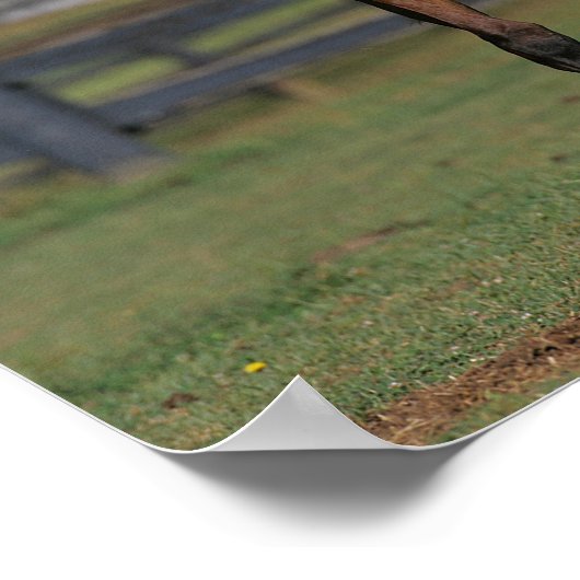 Bob Langrish | Twee Morgan Foals Play Poster (Hoek)