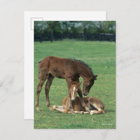 Bob Langrish | Twee Morgan Horse Foals Pspelen Briefkaart (Voorkant / Achterkant)