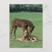 Bob Langrish | Twee Morgan Horse Foals Pspelen Briefkaart (Voorkant)