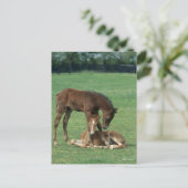 Bob Langrish | Twee Morgan Horse Foals Pspelen Briefkaart (Staand voorkant)