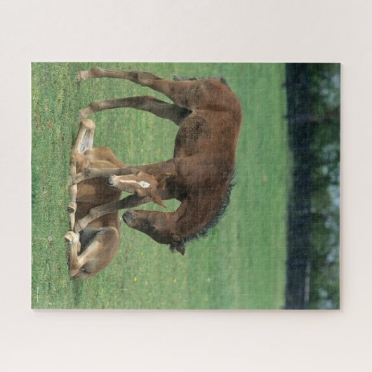 Bob Langrish | Twee Morgan Horse Foals Pspelen Legpuzzel (Horizontaal)