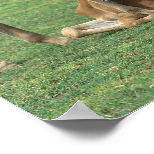 Bob Langrish | Twee Morgan Horse Foals Pspelen Poster (Hoek)