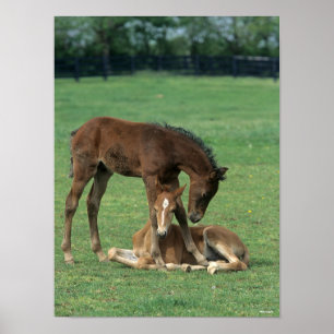 Bob Langrish Twee Morgan Horse Foals Pspelen Poster