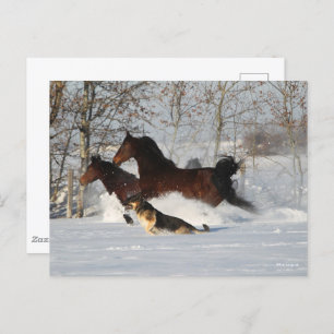 Bob Langrish Twee Morgan Horses en Dog in sneeuw Briefkaart
