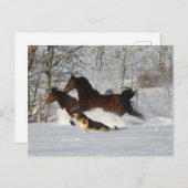 Bob Langrish | Twee Morgan Horses en Dog in sneeuw Briefkaart (Voorkant / Achterkant)