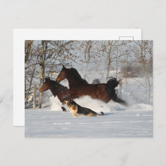 Bob Langrish | Twee Morgan Horses en Dog in sneeuw Briefkaart (Voorkant / Achterkant)