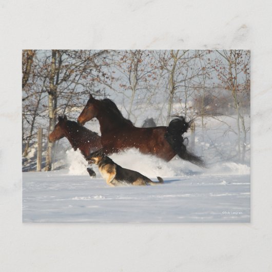 Bob Langrish | Twee Morgan Horses en Dog in sneeuw Briefkaart (Voorkant)